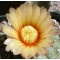 Astrophytum Asterias  - Plant